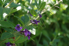 Stemodia suffruticosa