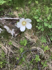 Anemonoides sylvestris