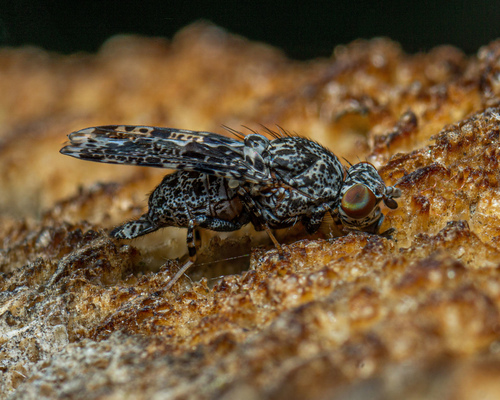 Peacock Fly photo 6