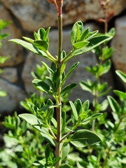 Salvia greggii