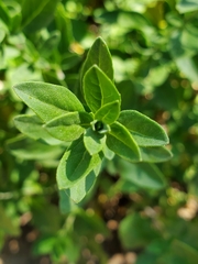 Salvia greggii