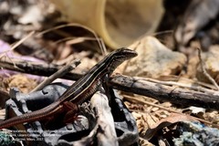 Aspidoscelis angusticeps angusticeps