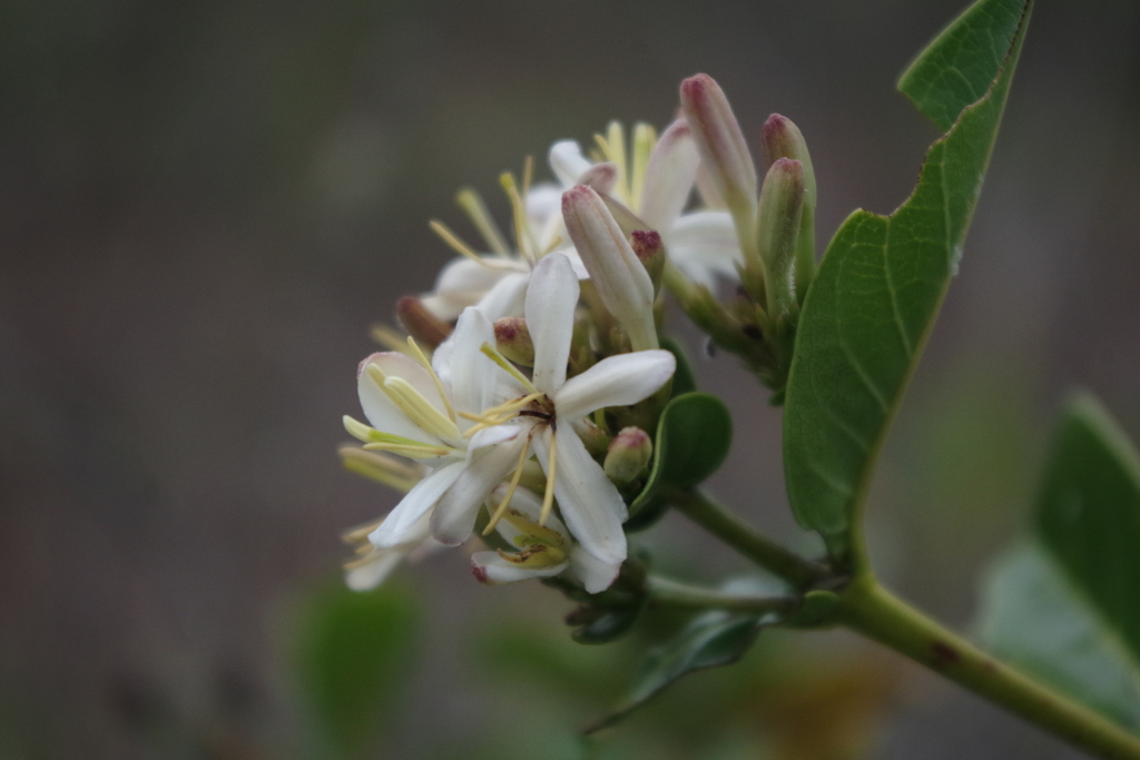 Exostema corymbosum
