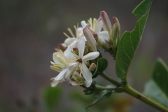 Exostema corymbosum