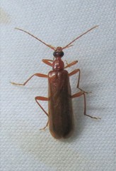 Dendroides ephemeroides