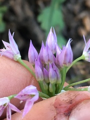 Allium bisceptrum