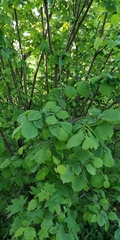 Corylus avellana