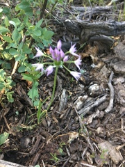 Allium bisceptrum