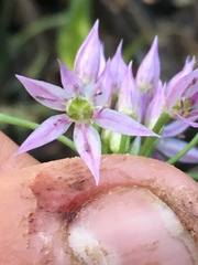 Allium bisceptrum