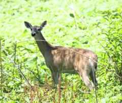 Odocoileus virginianus texanus