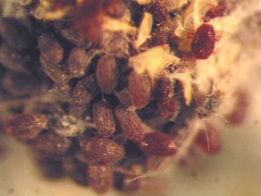 Dactylopius tomentosus