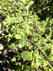 Clinopodium chandleri