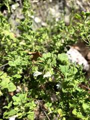 Clinopodium chandleri