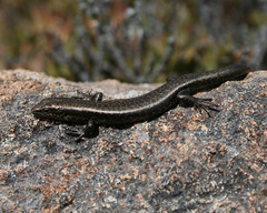 Boulder Cool-Skink photo 2