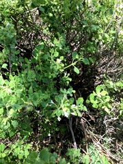 Clinopodium chandleri