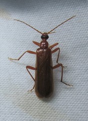 Dendroides ephemeroides