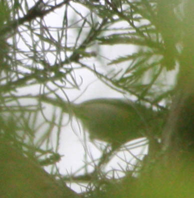 Setophaga dominica