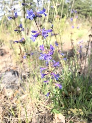 Penstemon euglaucus