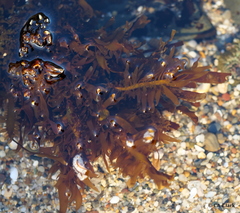 Prionitis lanceolata