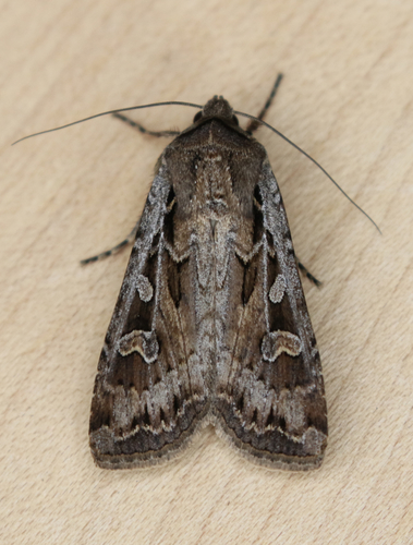 Army Cutworm Moth