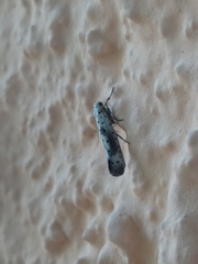 Yponomeuta irrorellus