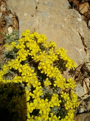 Alyssum baumgartnerianum