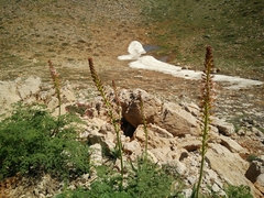 Eremurus spectabilis