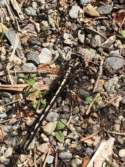 Phanogomphus borealis