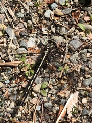 Phanogomphus borealis