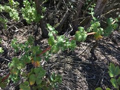 Clinopodium chandleri