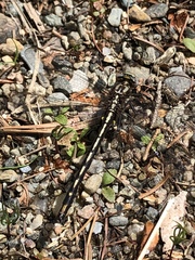 Phanogomphus borealis