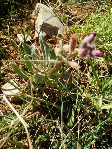Anchonium de Labillardière