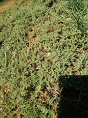 Astragalus angustifolius