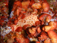 Hemimycale columella