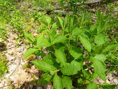 Triosteum perfoliatum