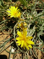 Pseudopodospermum molle