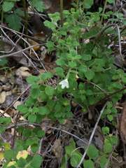 Clinopodium chandleri