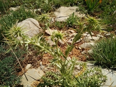 Cousinia hermonis