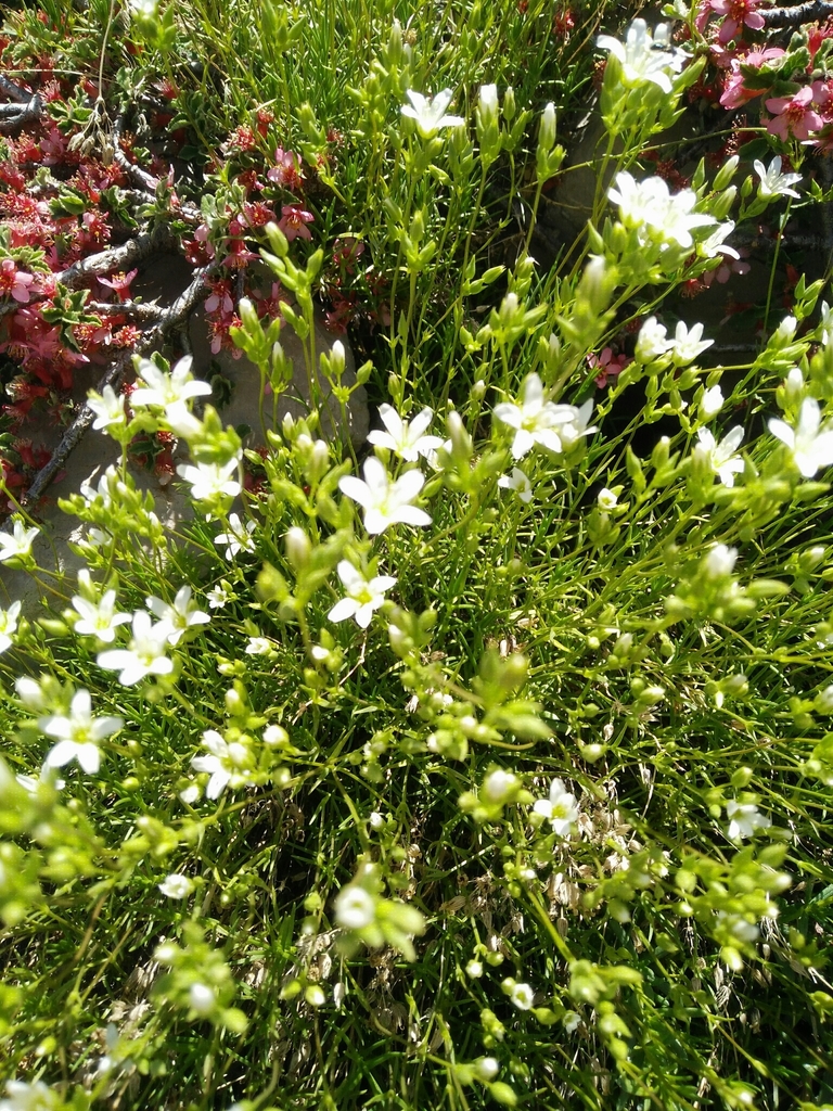 Sabulina
