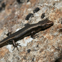 Boulder Cool-Skink photo 3