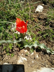 Tulipa agenensis