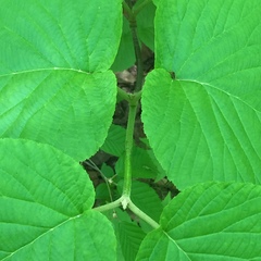 Viburnum lantanoides image