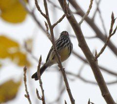 Anairetes flavirostris