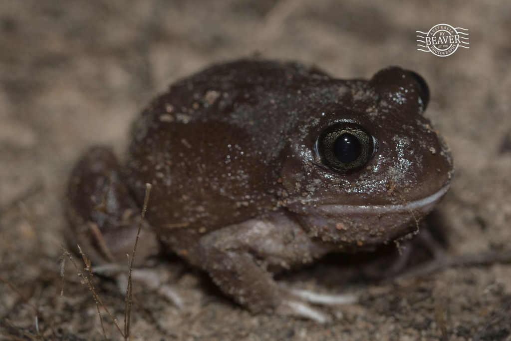 Brown Whooping Frog