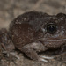Whooping Frog - Photo (c) Ry Beaver, some rights reserved (CC BY-NC), uploaded by Ry Beaver