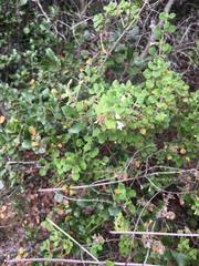 Clinopodium chandleri