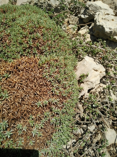 Lebanon prickly thrift (Acantholimon libanoticum)