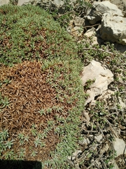 Acantholimon libanoticum