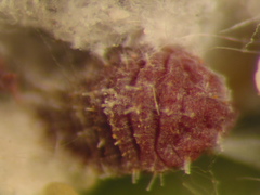 Dactylopius tomentosus