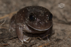 Brown Whooping Frog photo 3